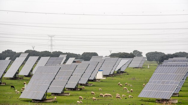 Central elétrica fotovoltaica no meio de um campo com sheep39s