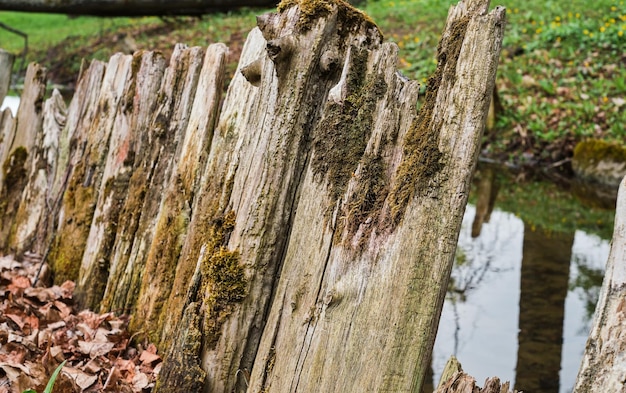 Cerca de madeira velha de fundo abstrato na frente de uma lagoa Textura de superfície de musgo em madeira com espaço de cópia Foco suave seletivo em placas de vedação cuidam da ecologia do espaço natural