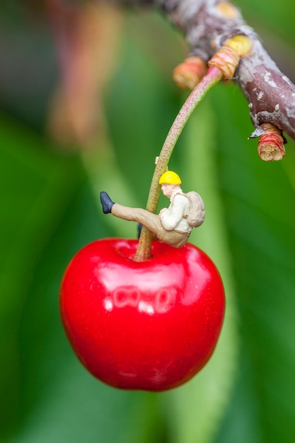 Cereja em um galho de cerejeira