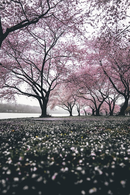 Foto grátis cerejeiras em flor