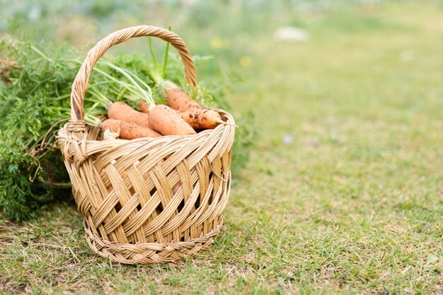 Cesta com deliciosas cenouras de jardim