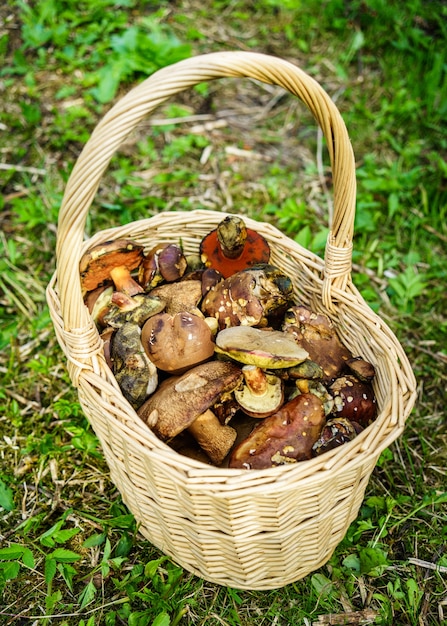 Cesta de cogumelos recém colhidos