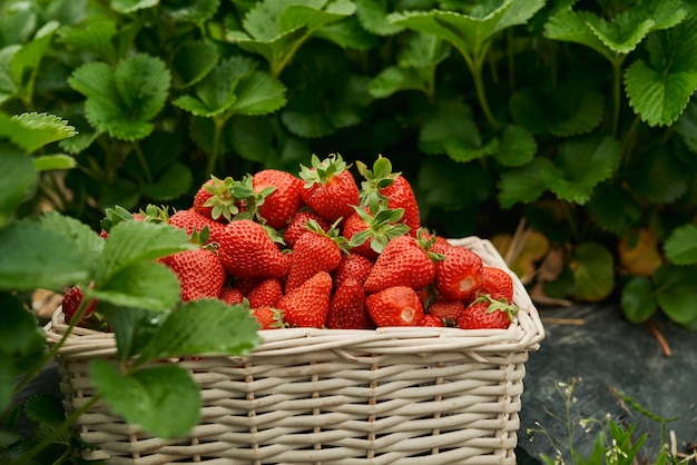 Cesta de vime com delicioso morango vermelho suculento