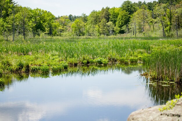 Céu azul refletido em um lago com plantas com árvores da floresta