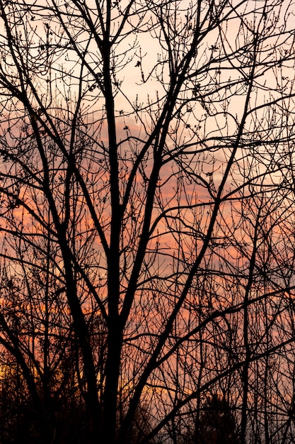 Céu do sol através da árvore vazia