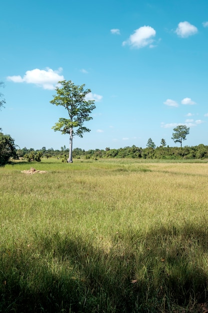 Céu e campo da árvore