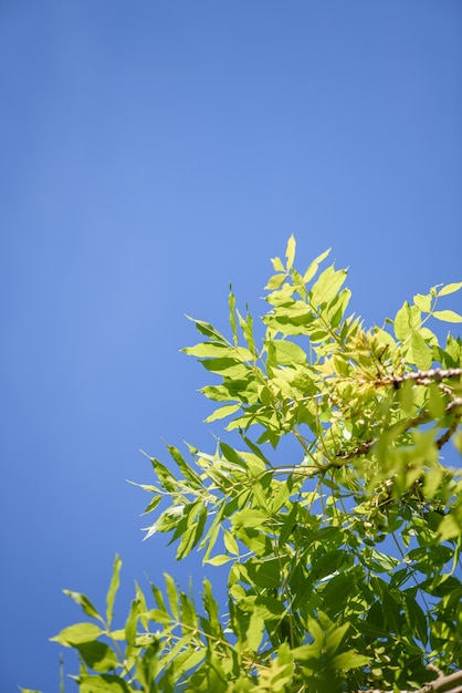 Céu e folhas