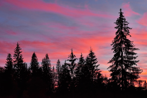 Foto grátis céu majestoso, nuvem rosa contra as silhuetas dos pinheiros na hora do crepúsculo.