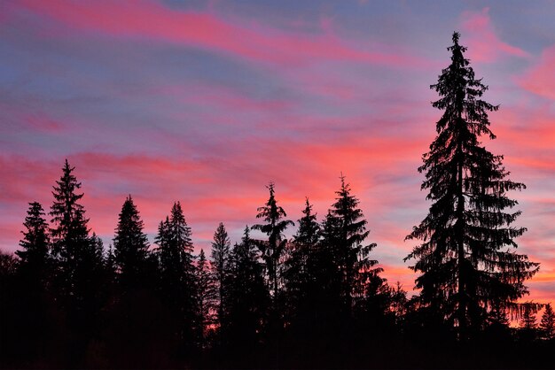 Céu majestoso, nuvem rosa contra as silhuetas dos pinheiros na hora do crepúsculo.