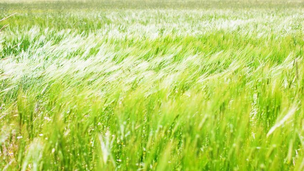 Cevada campo em um dia ventoso