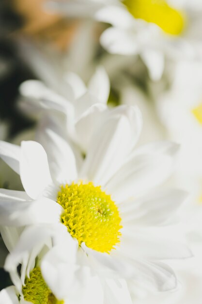 Chamomiles de close-up no jardim