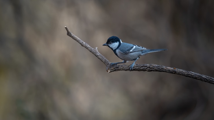 Foto grátis chapim cinzento, parus cinereus