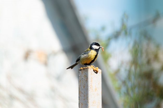 Chapim em um pilar de pedra com lagarta por seu filhote no bico.