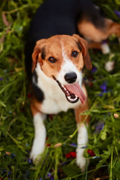 Charmoso cachorrinho beagle situa-se na relva verde