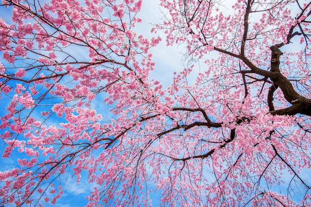 Cherry blossom com soft focus, estação sakura na primavera.