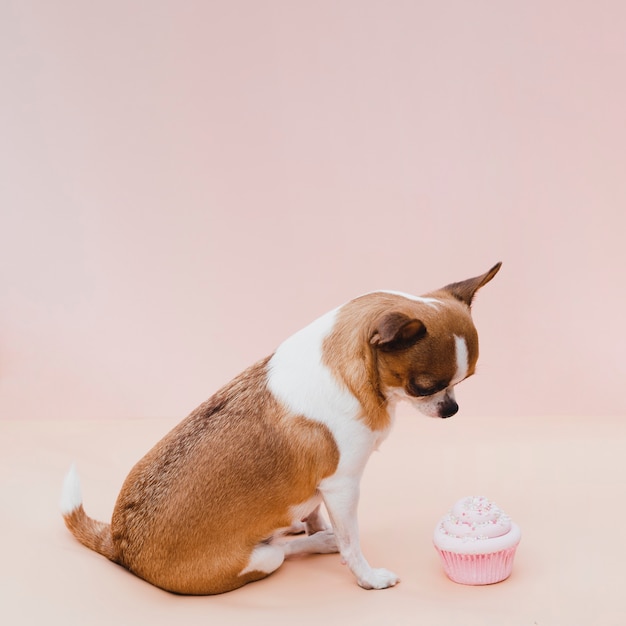 Chihuahua bonito sentado com cupcake rosa