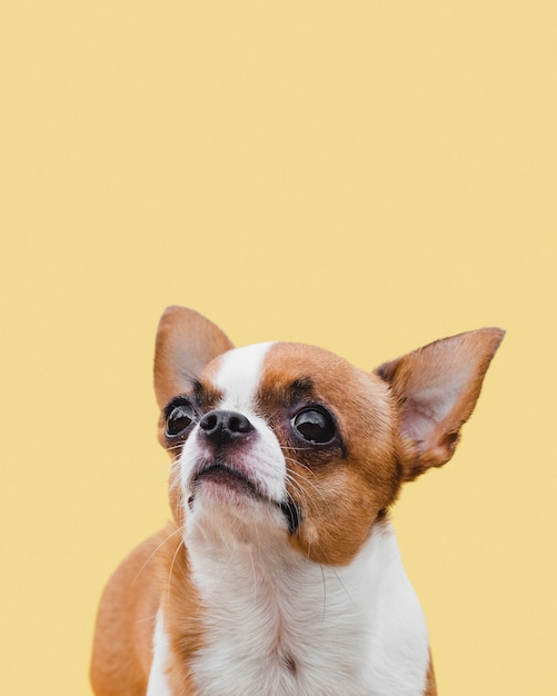 Chihuahua, olhando para longe e fundo amarelo