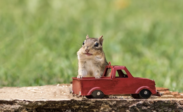 Foto grátis chipmunk stuffs verifica com amendoim saído do caminhão vermelho para o outono