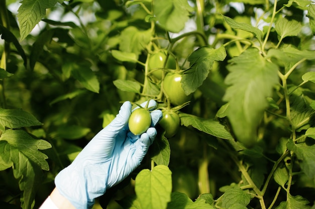 Cientista alimentar mostrando tomates em estufa