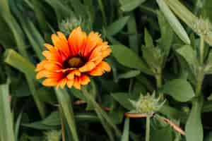 Foto grátis cima, gaillardia, cercado, por, folhas