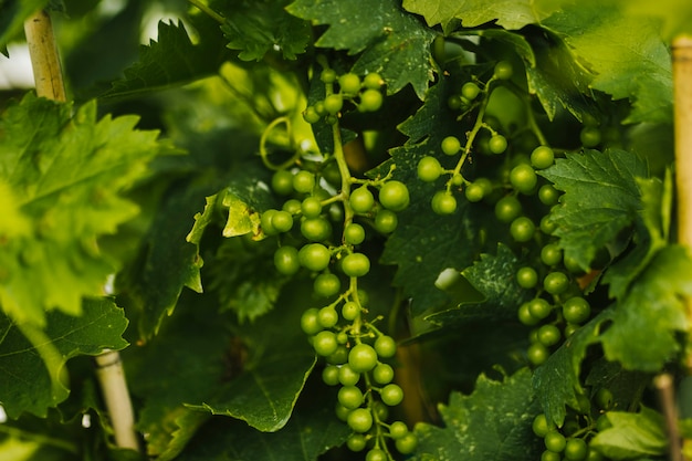 Cima, grupo, de, jovem, uvas