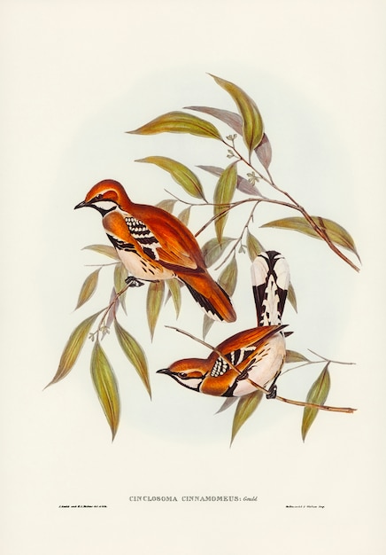 Cinclosoma cor de canela (Cinclosoma cinnamomeus) ilustrado por Elizabeth Gould