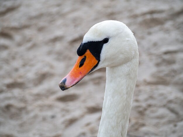 Cisne branco de pescoço comprido com bico laranja