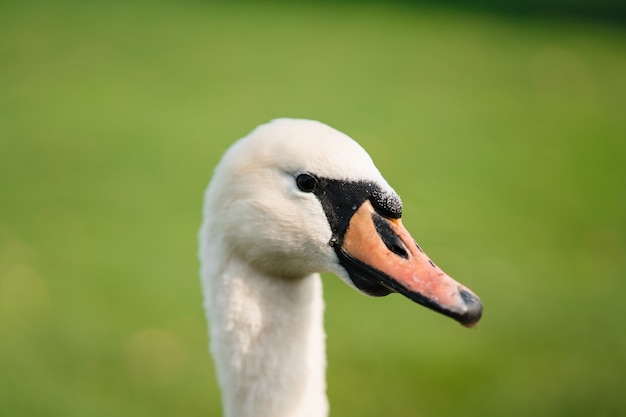 Cisne mudo cygnus olor adulto close-up