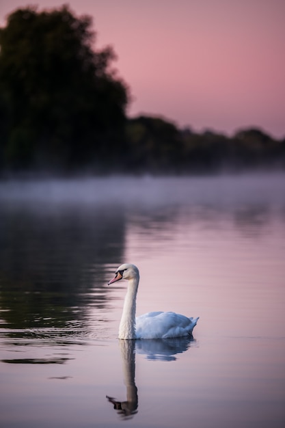 Cisne na água