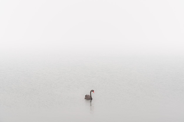 Cisne negro em fumaça de incêndio florestal St Helens, Tasmânia