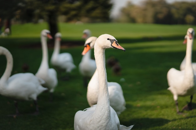 Cisnes brancos descansando na grama verde do parque. Estilo de vida de belos cisnes.