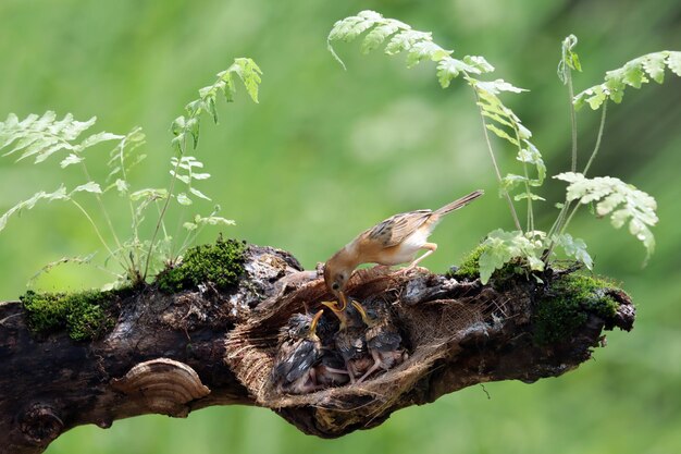 Cisticola exilis pássaro alimentando seus filhotes em uma gaiola Bebê Cisticola exilis pássaro esperando por comida de sua mãe Cisticola exilis pássaro no galho