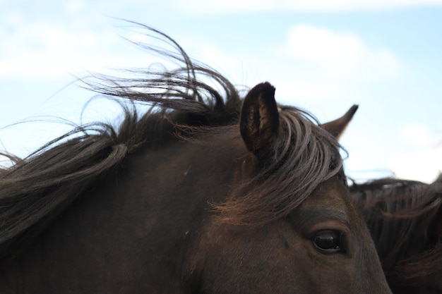 Close adorável de cavalos marrons