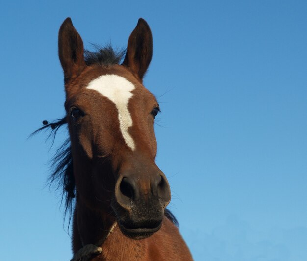 Close da cabeça de um cavalo marrom em um céu azul claro