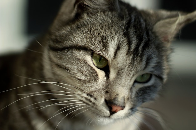 Close da cabeça de um gato cinza com padrões pretos