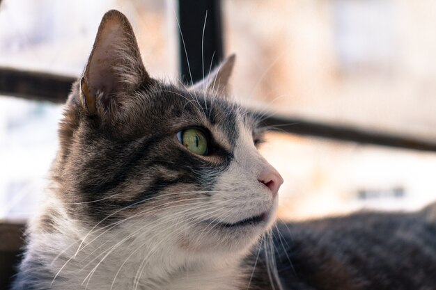 Close da cabeça de um gato preto e branco de olhos verdes