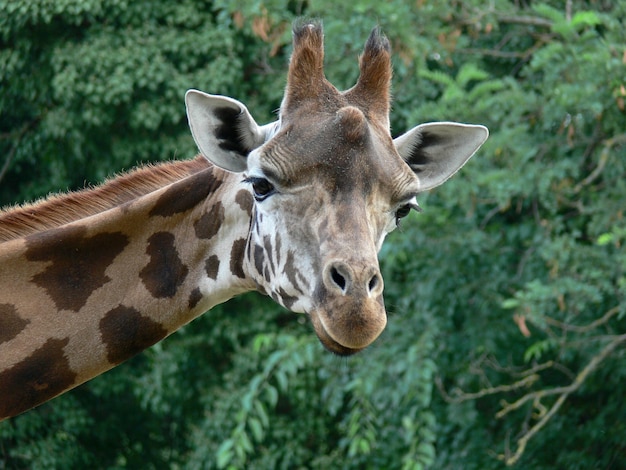 Close da cabeça de uma girafa fofa olhando para a câmera