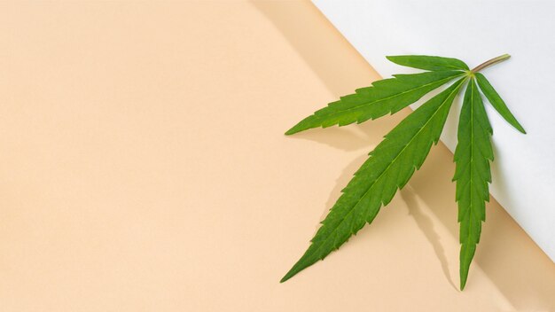 Close da composição da folha de cannabis
