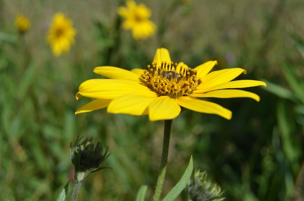 Close da flor amarela de alcachofra de Jerusalém