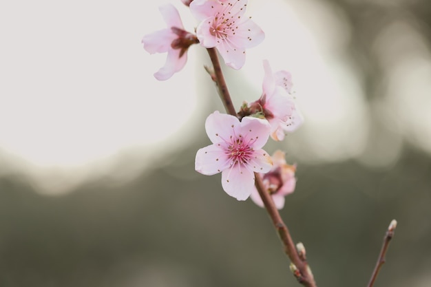 Close da flor de cerejeira sob a luz do sol em um jardim embaçado