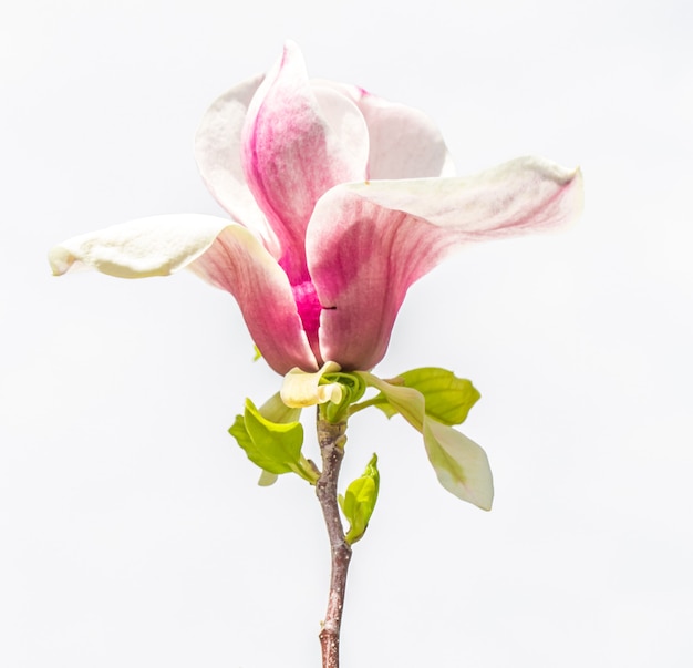 Close da flor de magnólia