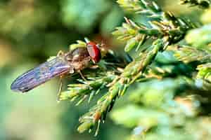 Foto grátis close da mosca em uma planta