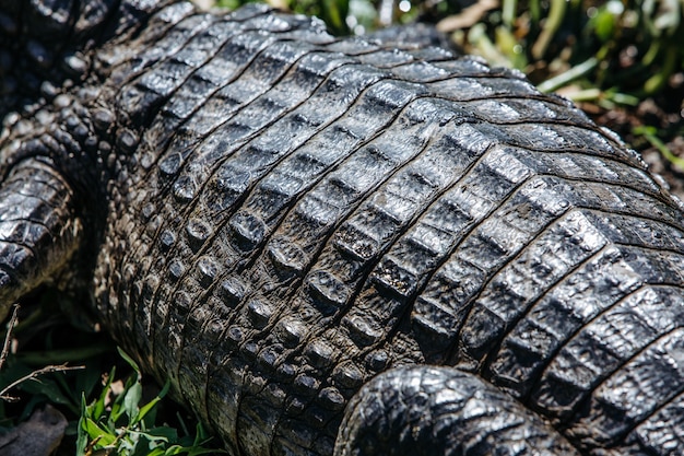 Close da pele de um crocodilo americano cercado por vegetação sob a luz do sol