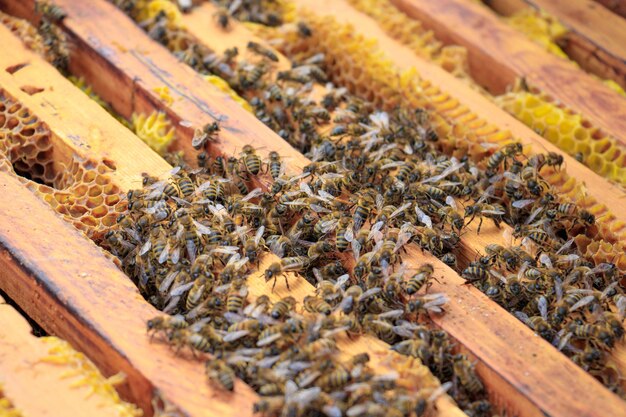 Close de abelhas em uma colmeia sob a luz do sol