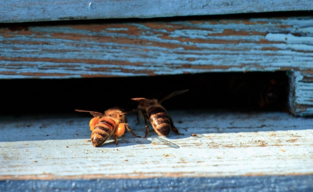 Close de abelhas em uma superfície de madeira durante o dia