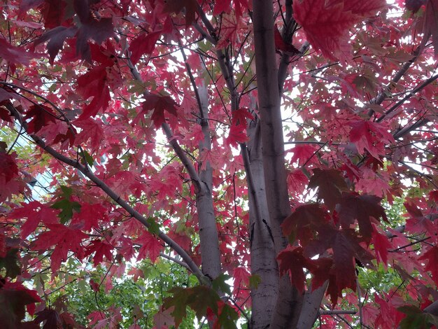 Close de ângulo baixo das folhas vermelhas em uma árvore de bordo