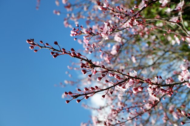 Close de belas flores de cerejeira com pétalas de rosa em um fundo desfocado