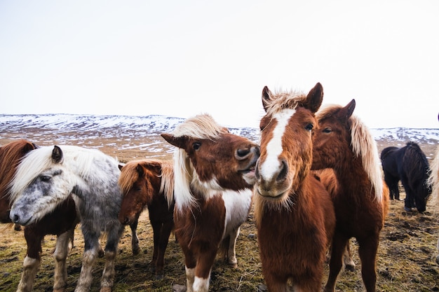 Close de cavalos islandeses em um campo coberto de neve e grama na Islândia