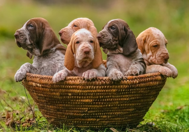 Close de cinco adoráveis cachorrinhos bracco de raça pura italiana na cesta em um prado