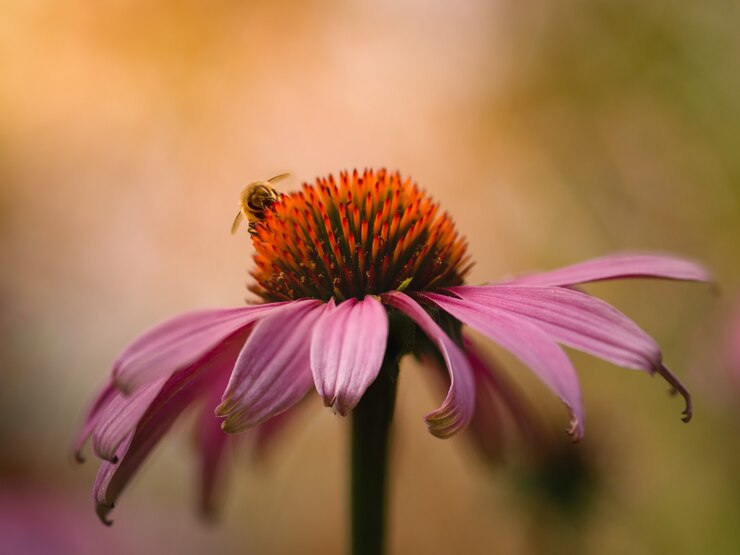 Foto grátis close de coneflower roxo e uma abelha